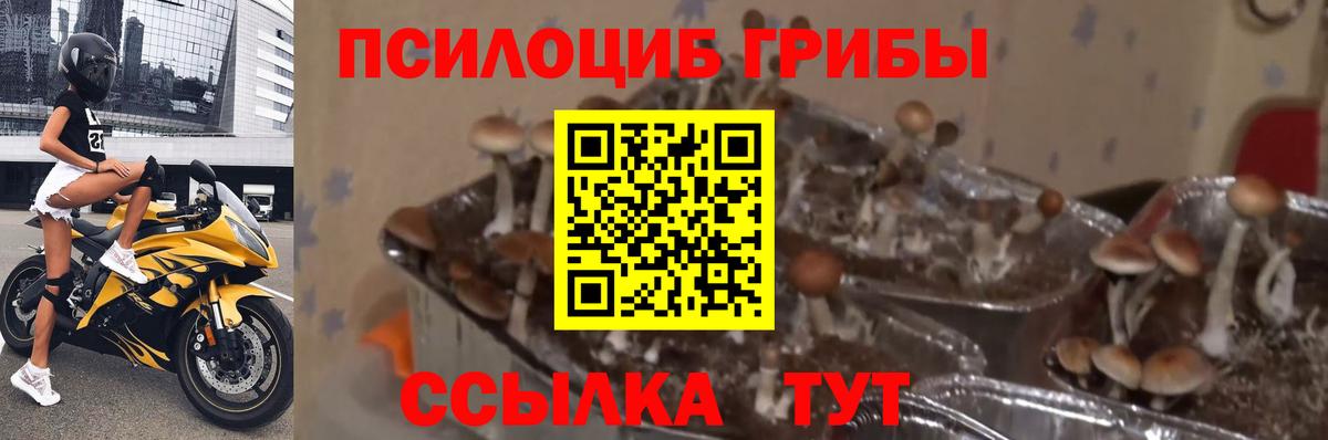 Псилоцибиновые грибы прущие грибы Новодвинск